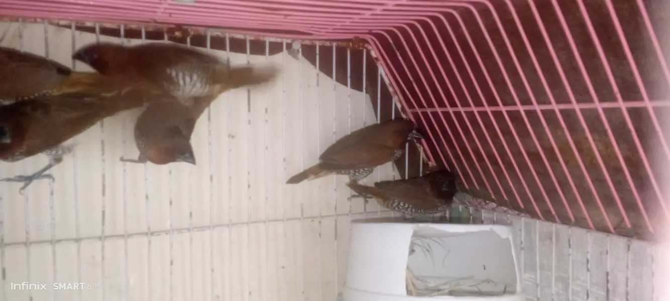 euro banglies finches — photo 2