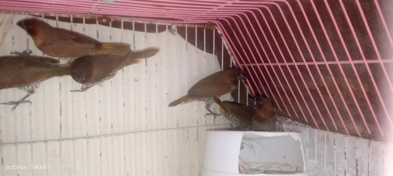 euro banglies finches — photo 3