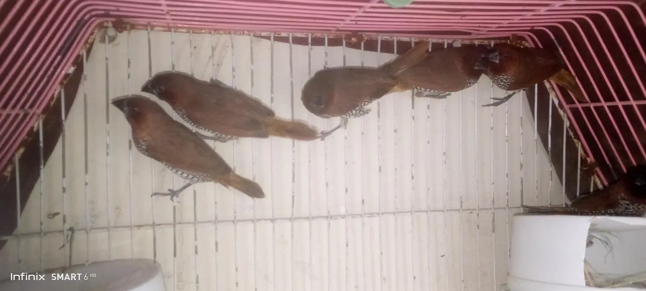 euro banglies finches — photo 4