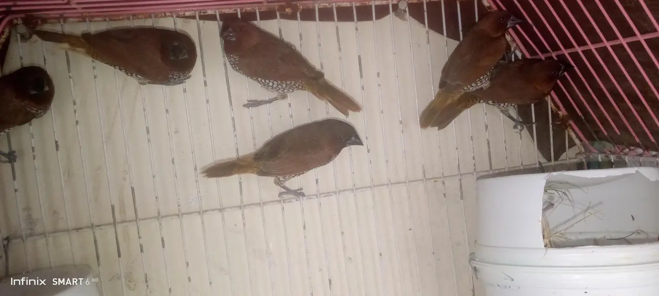 euro banglies finches — photo 5