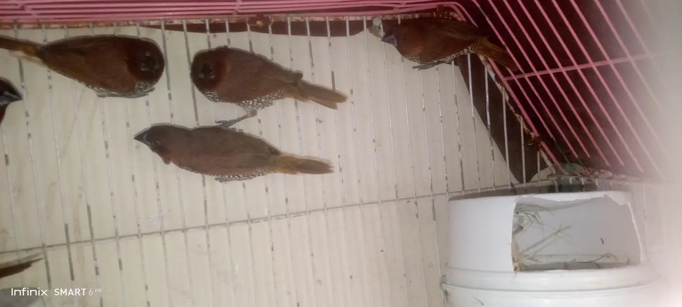 euro banglies finches — photo 6