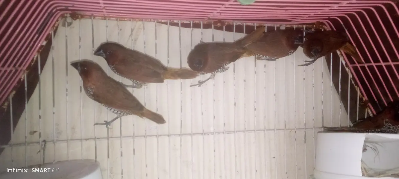 euro banglies finches — photo 7