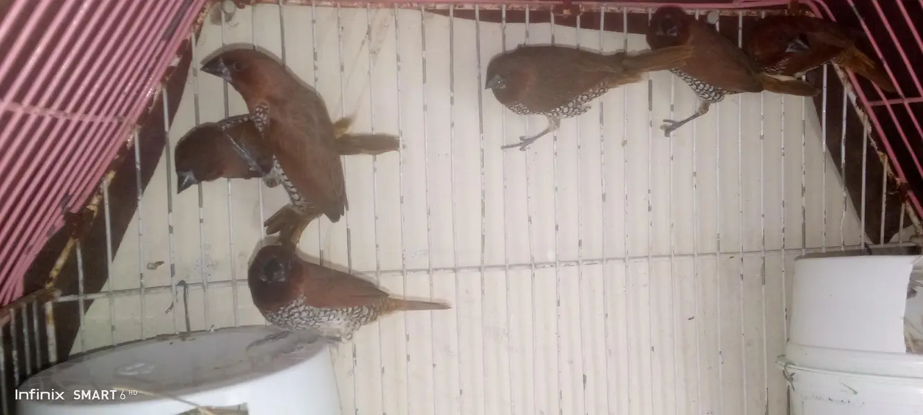 euro banglies finches — photo 8
