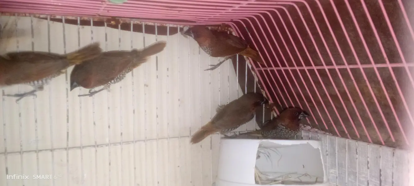 euro banglies finches — photo 9