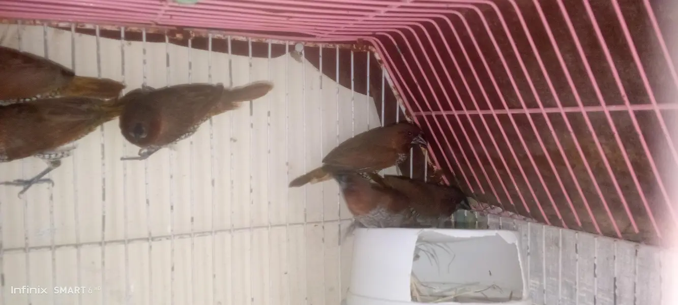 euro banglies finches — photo 10