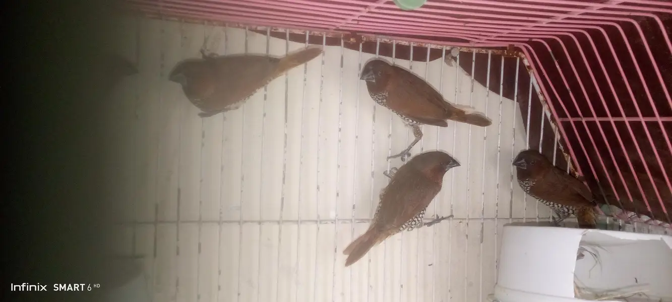 euro banglies finches — photo 11