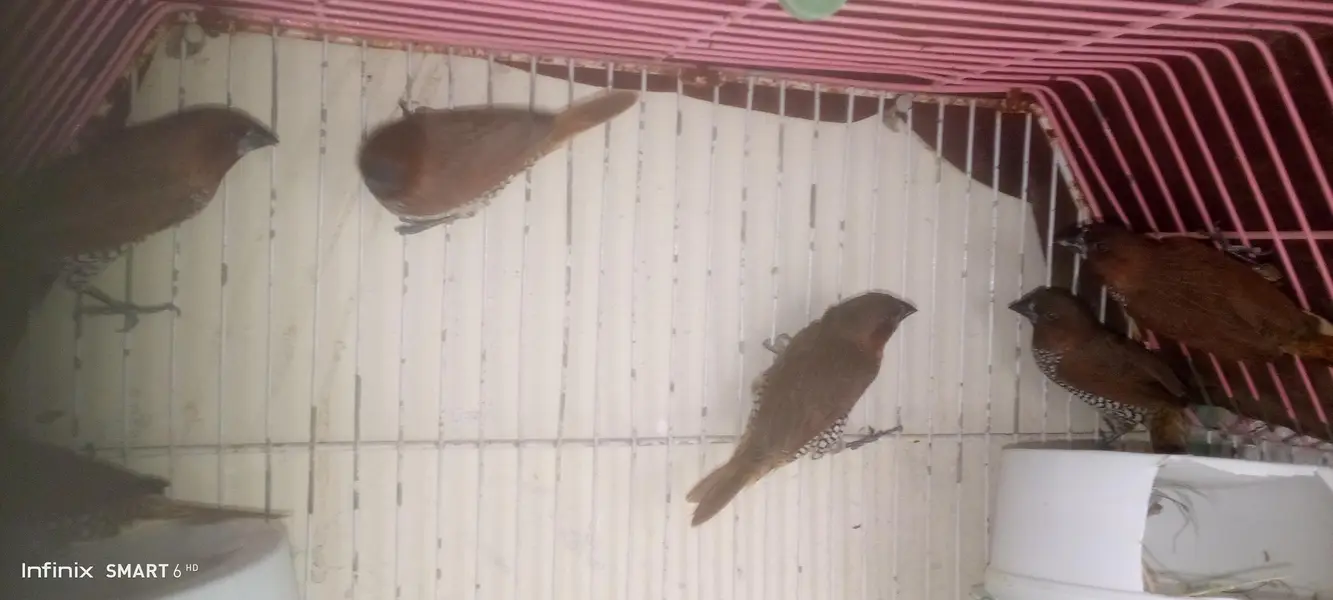 euro banglies finches — photo 12