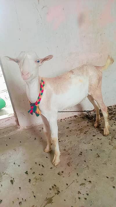 ablak Bakra for sale