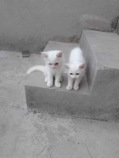 Cute Persian Cat Available