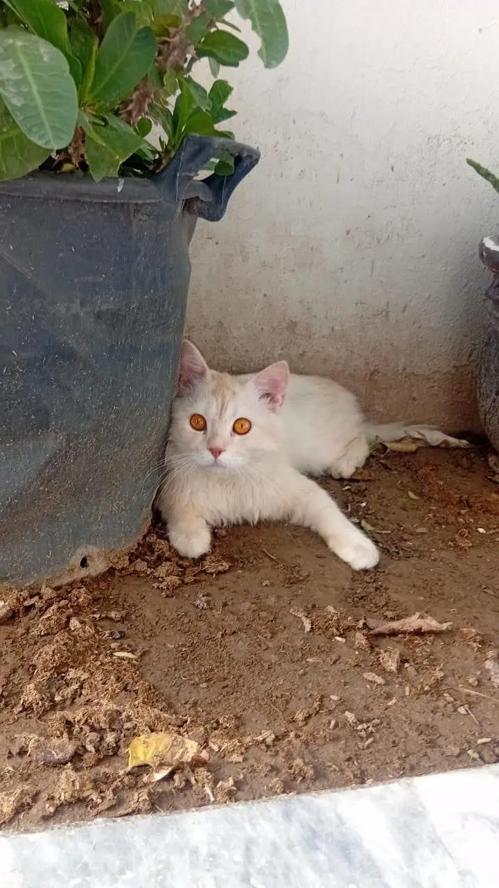 All Vaccinated — photo 3