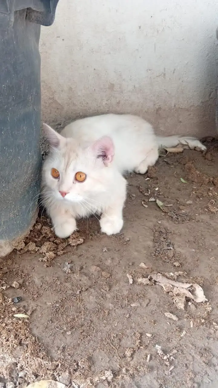 All Vaccinated — photo 4