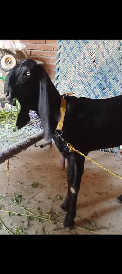 amrtsari or 1dogli bakriyan for sale dono gaban hy
