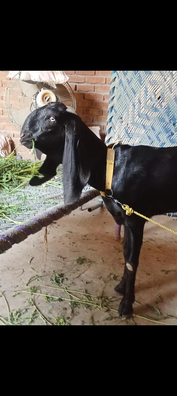 amrtsari or 1dogli bakriyan for sale dono gaban hy — photo 2