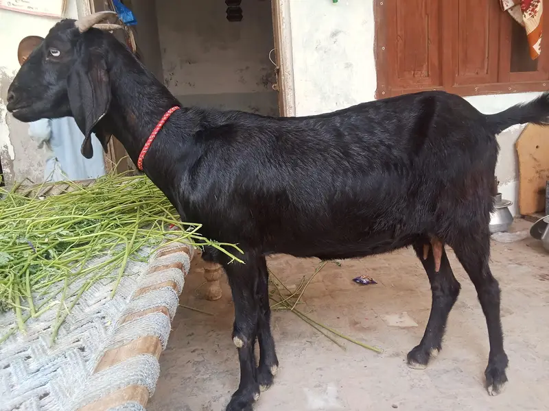 amrtsari or 1dogli bakriyan for sale dono gaban hy — photo 3