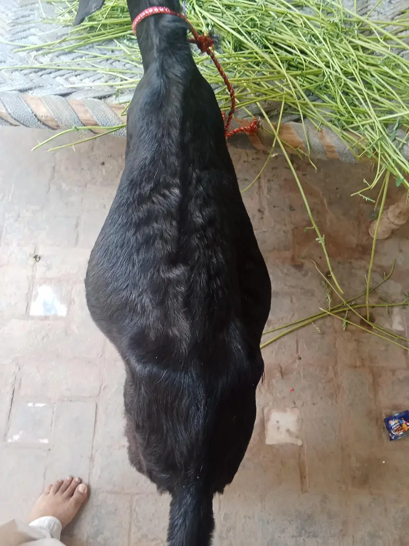 amrtsari or 1dogli bakriyan for sale dono gaban hy — photo 4