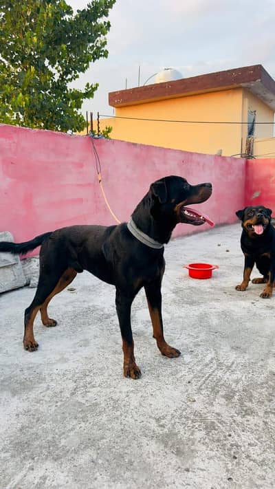 hom breed ha fully trand ha rottweiler breed ha salout Karna ha