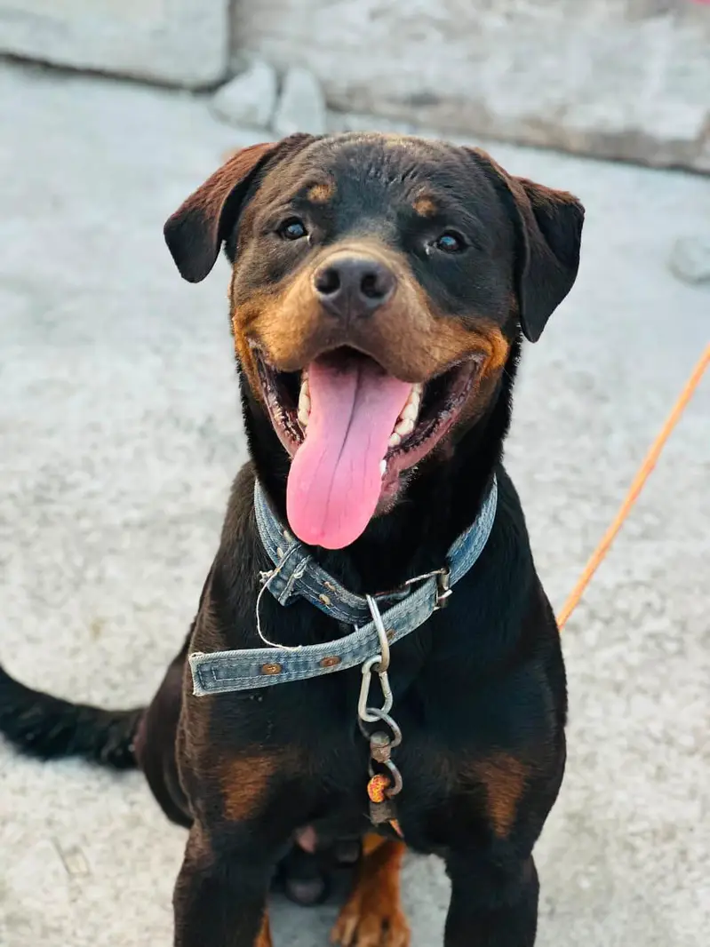 hom breed ha fully trand ha rottweiler breed ha salout Karna ha — photo 2