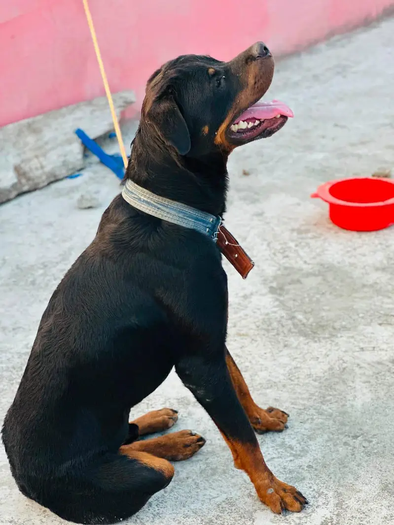 hom breed ha fully trand ha rottweiler breed ha salout Karna ha — photo 3