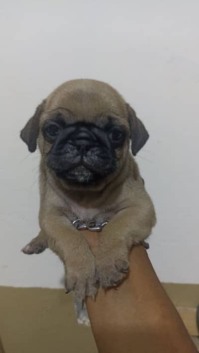 best quality pure breed pug puppy Negotiable price