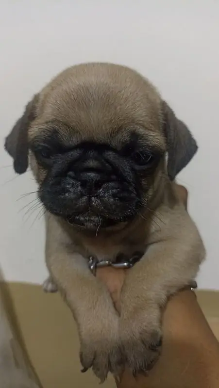 best quality pure breed pug puppy Negotiable price exchange — photo 2