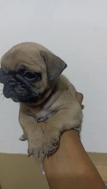 best quality pure breed pug puppy Negotiable price exchange — photo 3