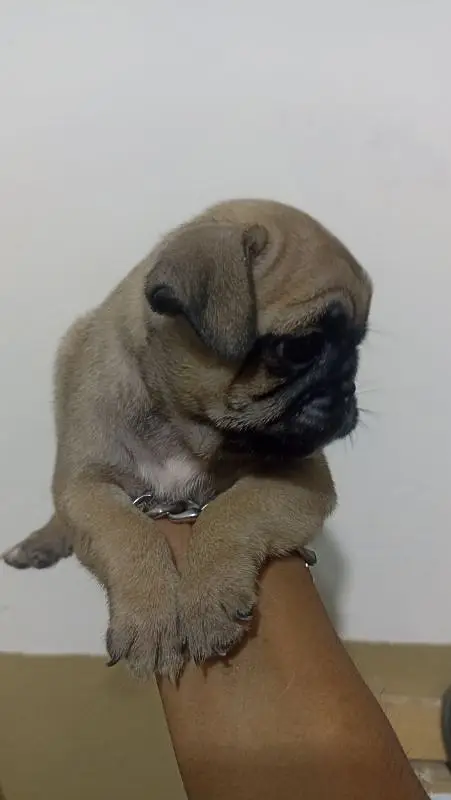 best quality pure breed pug puppy Negotiable price exchange — photo 4
