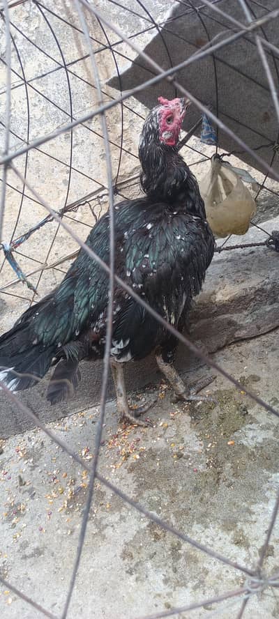 murgi for sale ha