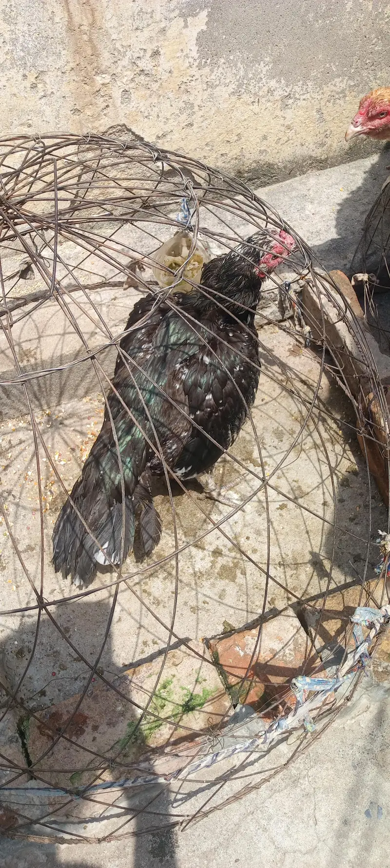 murgi for sale ha — photo 4
