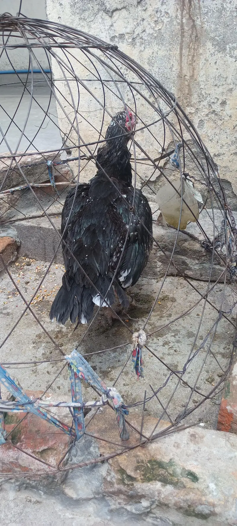 murgi for sale ha — photo 6