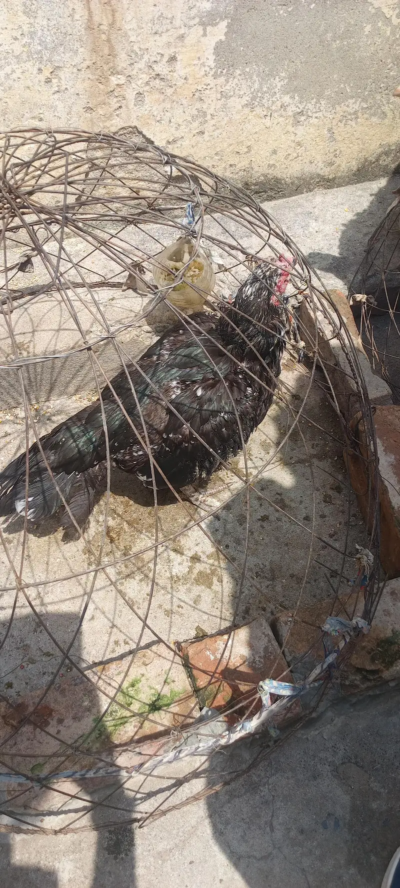 murgi for sale ha — photo 7