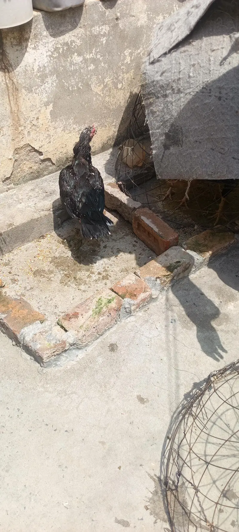 murgi for sale ha — photo 8