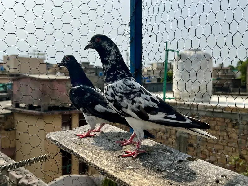 Resulted Joro Waly Kabotar — photo 2