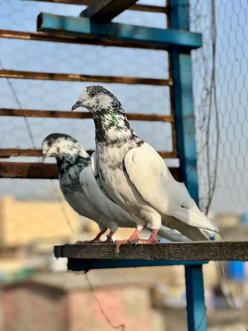 Resulted Joro Waly Kabotar — photo 4
