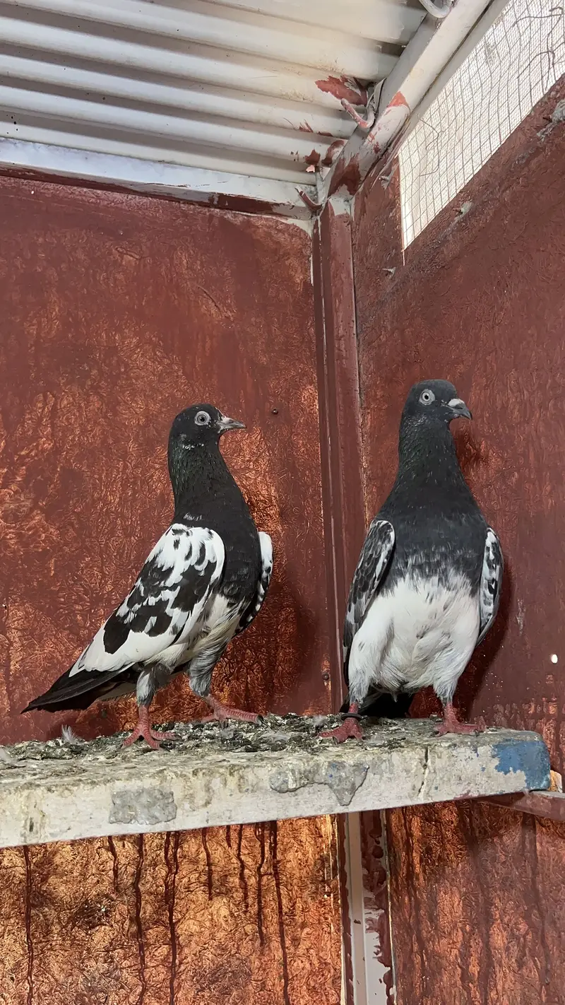 Resulted Joro Waly Kabotar — photo 10