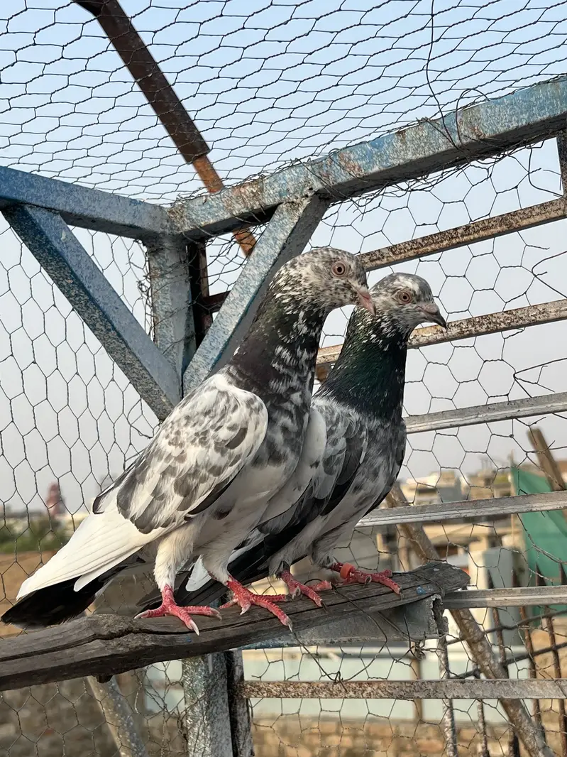 Resulted Joro Waly Kabotar — photo 11