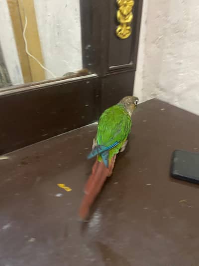 Hand Tame Sun Conure Parrot For Sale 