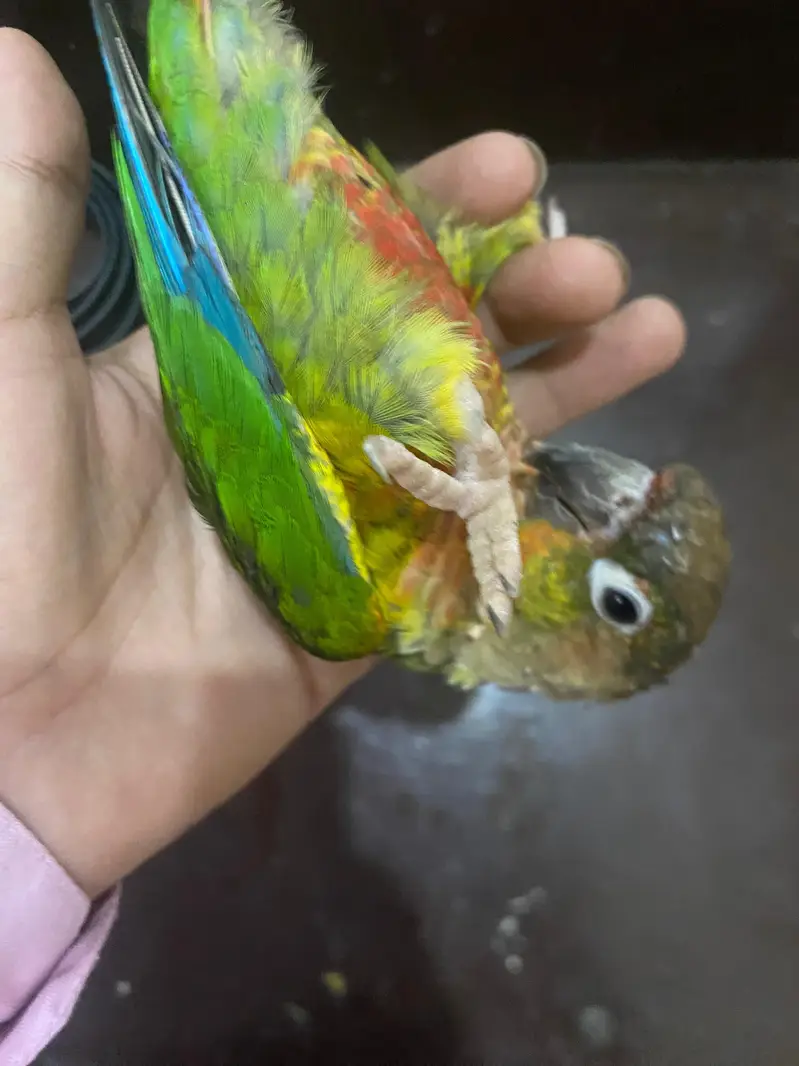 Hand Tame Green cheeked  Conure Parrot For Sale — photo 2