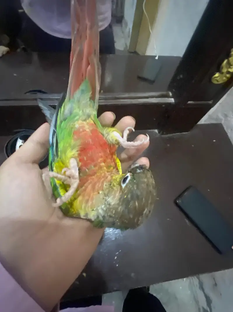 Hand Tame Green cheeked  Conure Parrot For Sale — photo 3