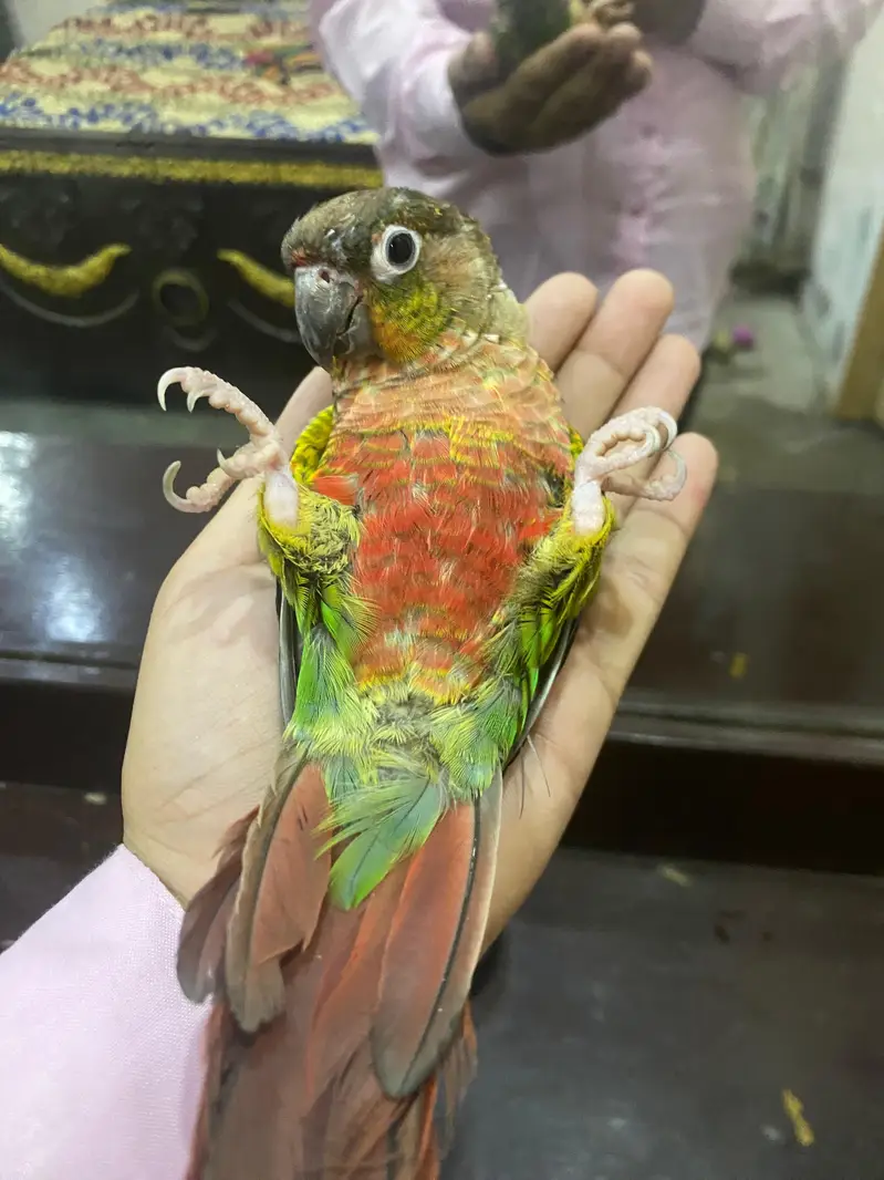 Hand Tame Green cheeked  Conure Parrot For Sale — photo 4