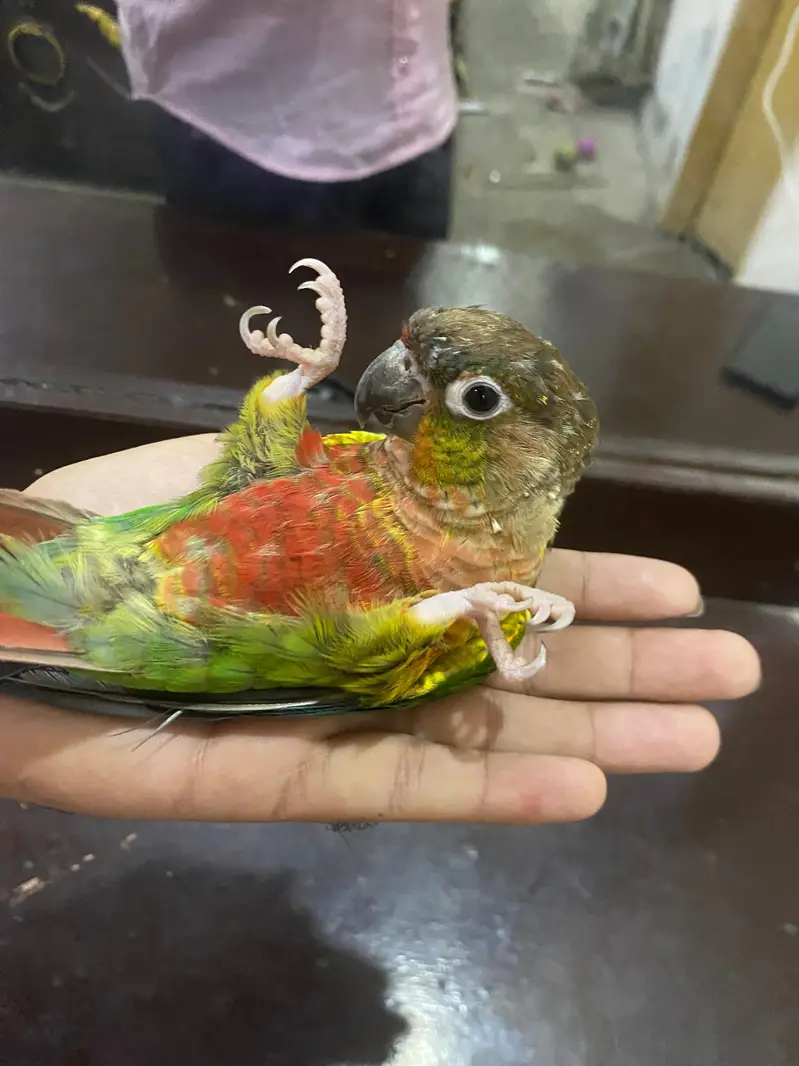 Hand Tame Green cheeked  Conure Parrot For Sale — photo 5