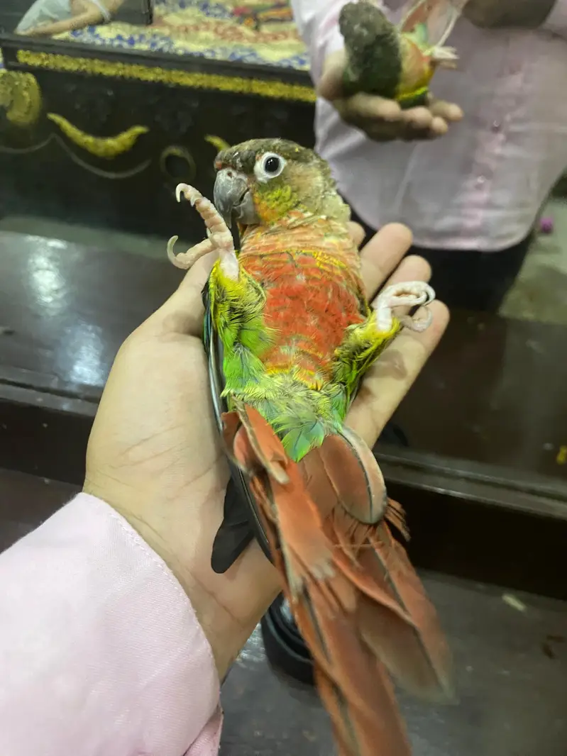 Hand Tame Green cheeked  Conure Parrot For Sale — photo 6