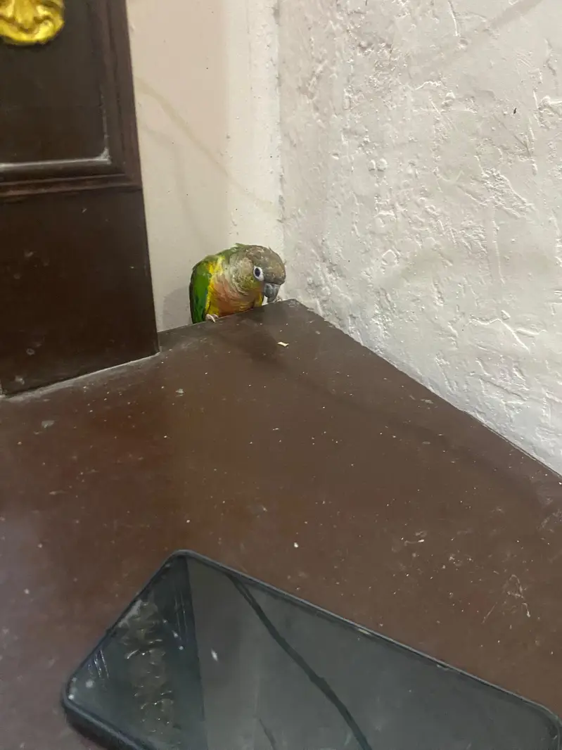 Hand Tame Green cheeked  Conure Parrot For Sale — photo 7