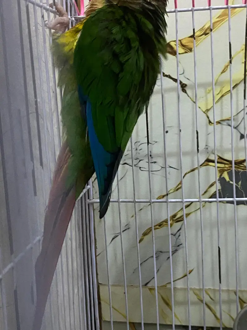 Hand Tame Green cheeked  Conure Parrot For Sale — photo 8