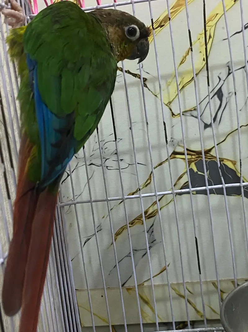 Hand Tame Green cheeked  Conure Parrot For Sale — photo 9