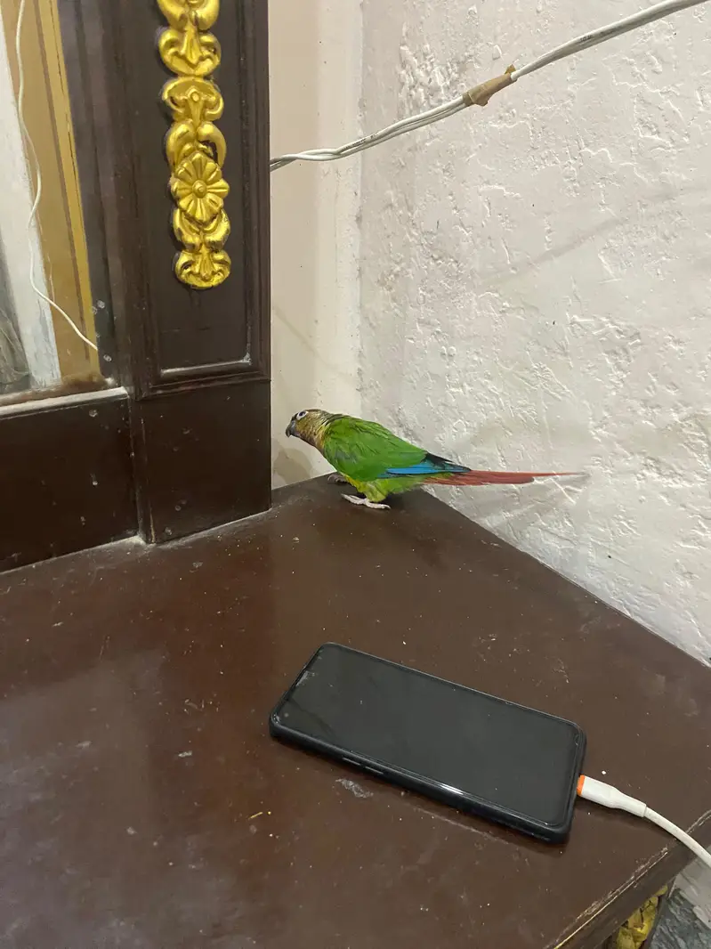 Hand Tame Green cheeked  Conure Parrot For Sale — photo 10