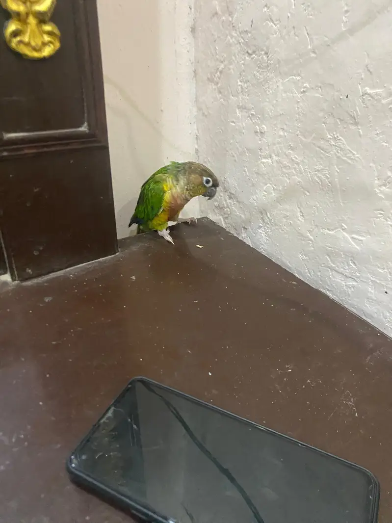 Hand Tame Green cheeked  Conure Parrot For Sale — photo 11
