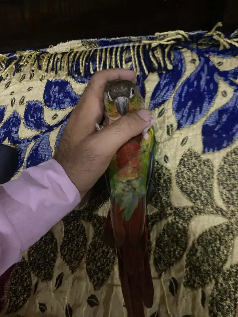 Hand Tame Green cheeked  Conure Parrot For Sale — photo 12