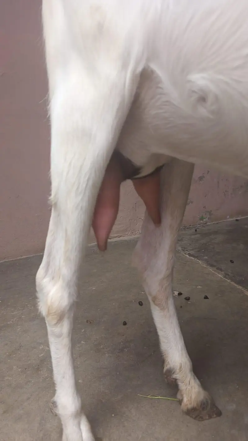2 dant he abhi bachy diya nhi dy gi 2 month bad — photo 2