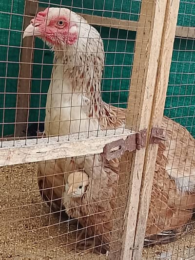 hen cages for sale