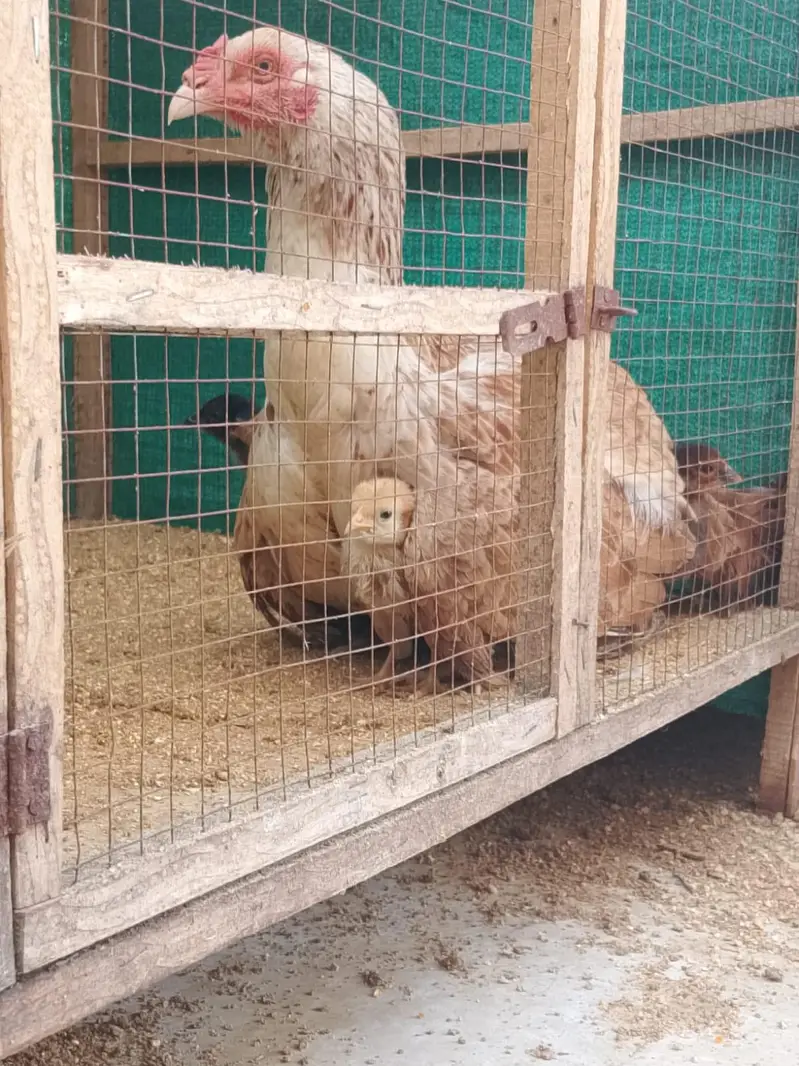 hen cages for sale — photo 2
